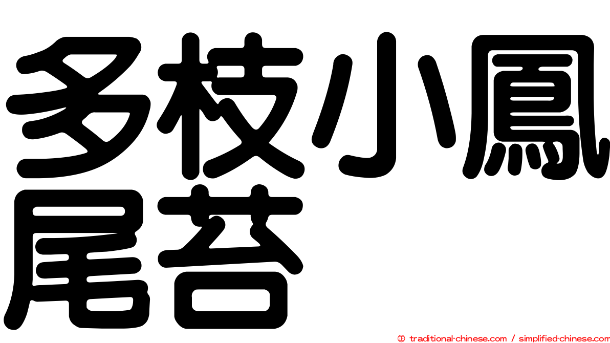 多枝小鳳尾苔