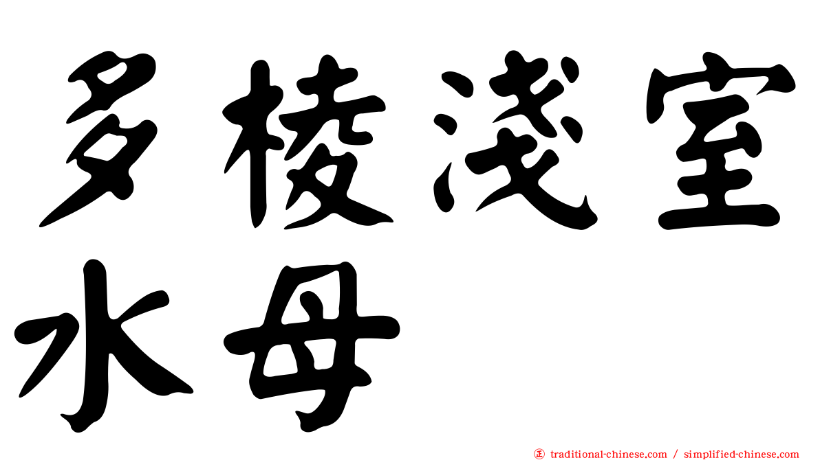 多棱淺室水母
