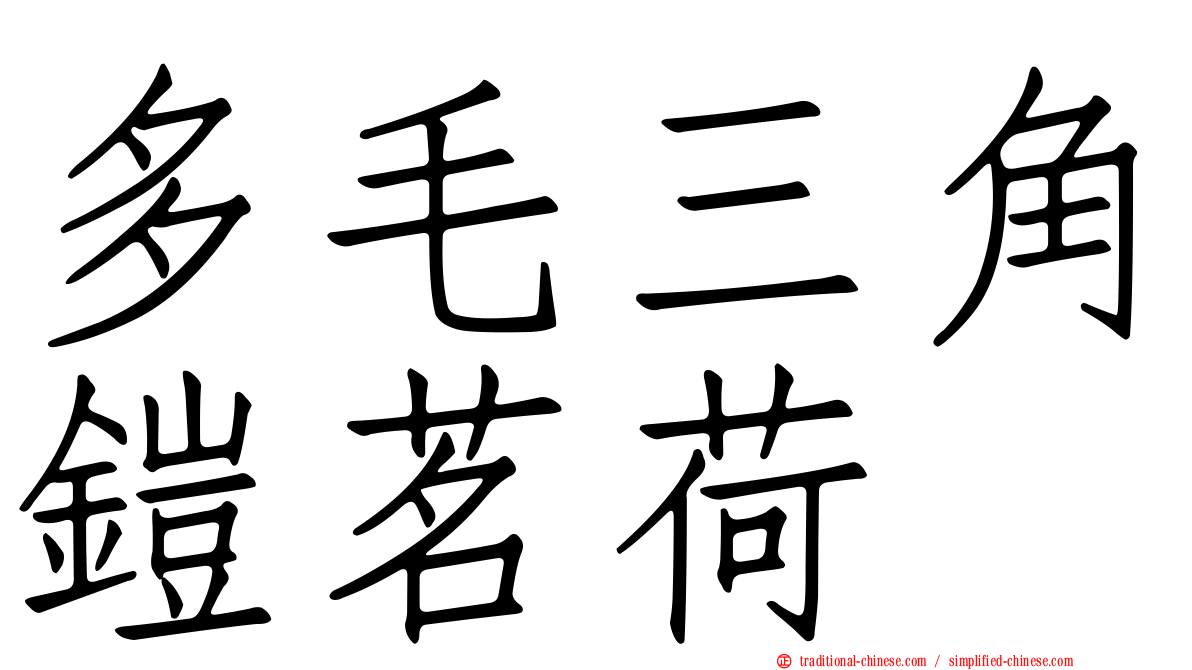 多毛三角鎧茗荷