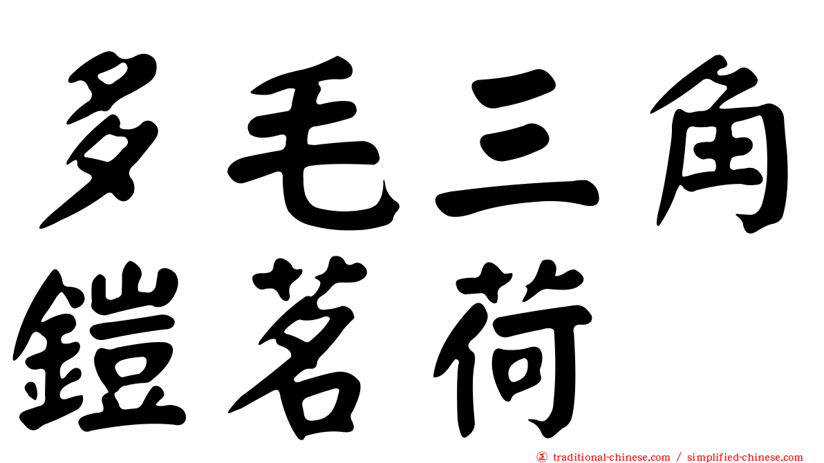 多毛三角鎧茗荷