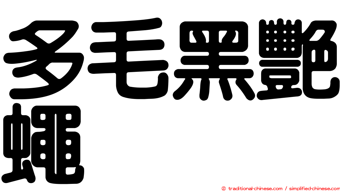 多毛黑艷蠅
