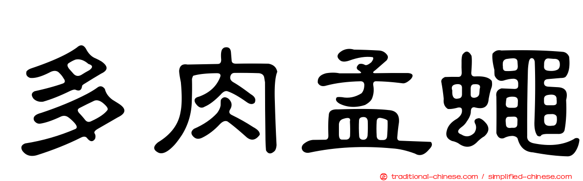多肉孟蠅