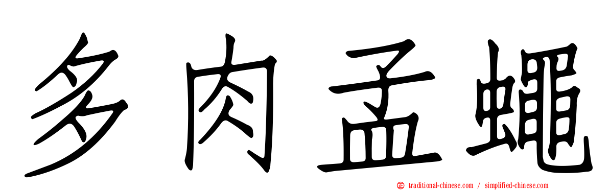 多肉孟蠅