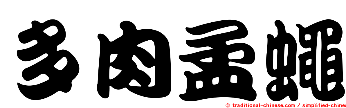 多肉孟蠅