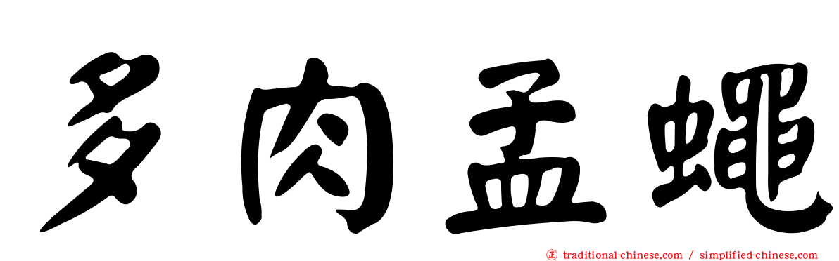 多肉孟蠅