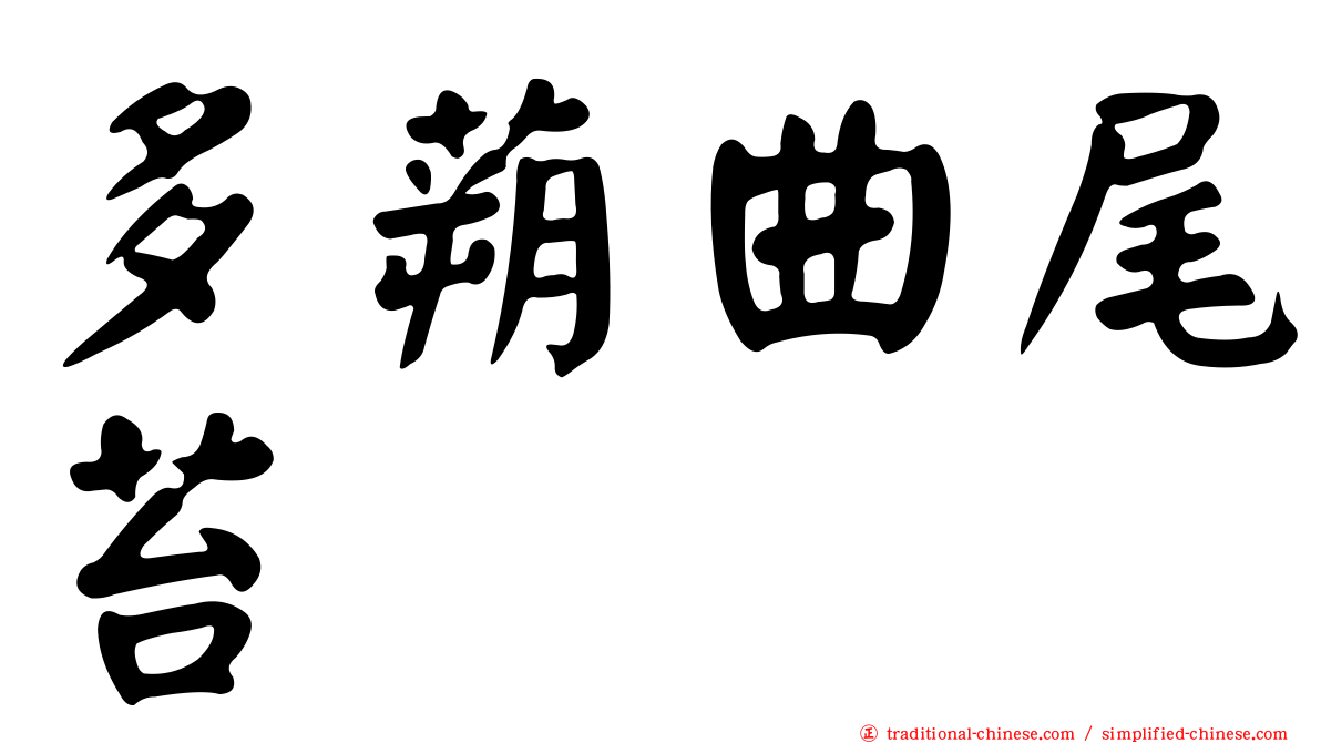 多蒴曲尾苔