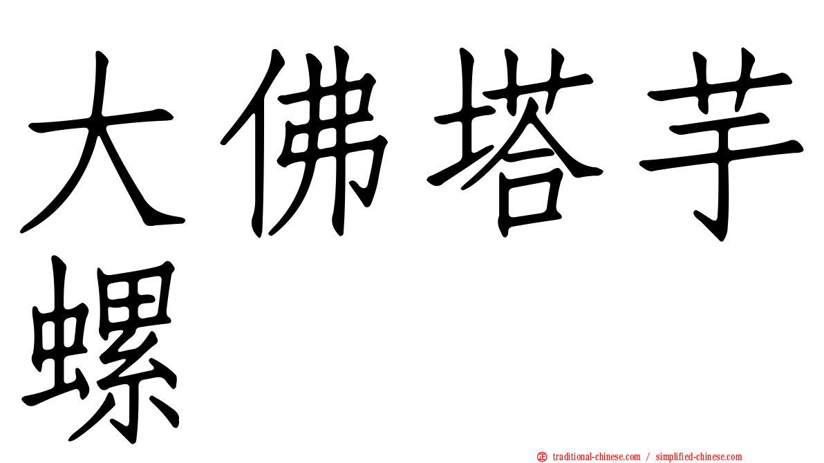大佛塔芋螺