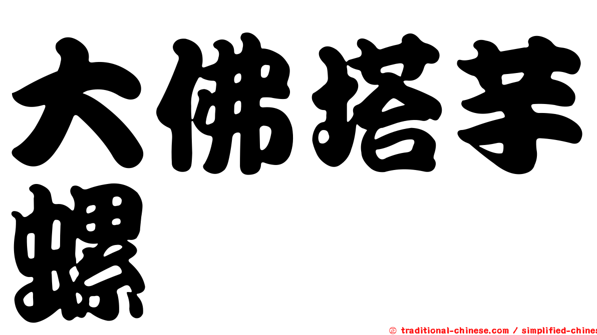 大佛塔芋螺