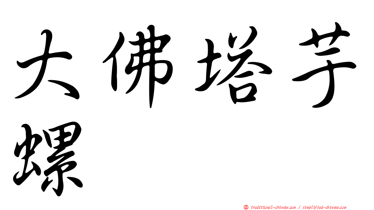 大佛塔芋螺