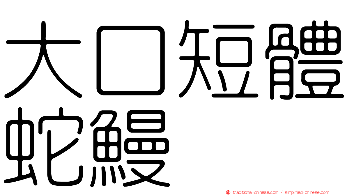 大口短體蛇鰻