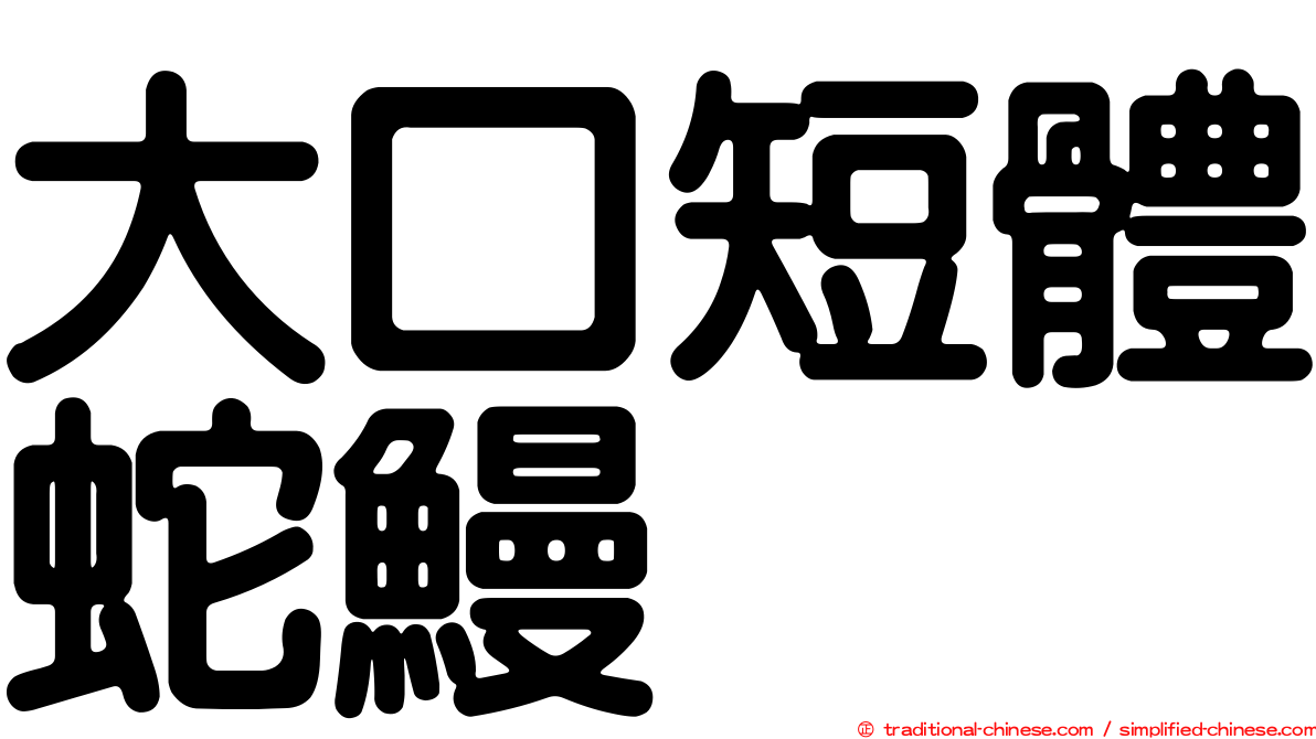 大口短體蛇鰻