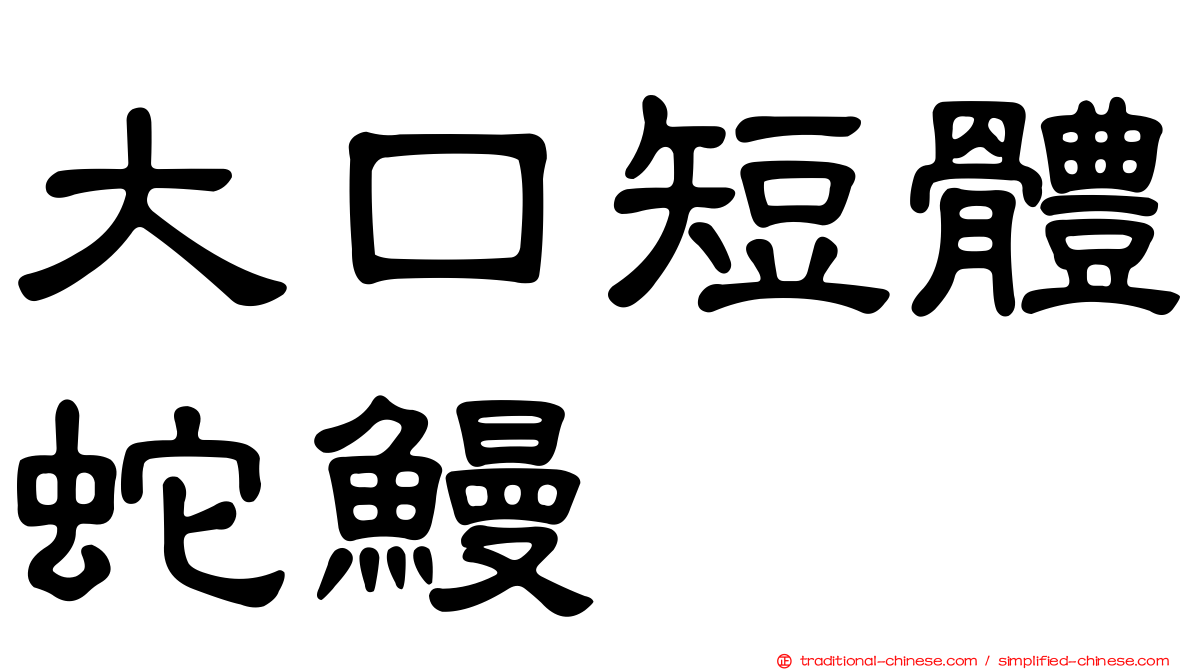 大口短體蛇鰻