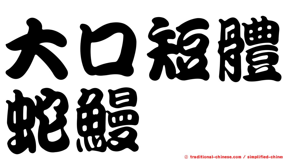 大口短體蛇鰻