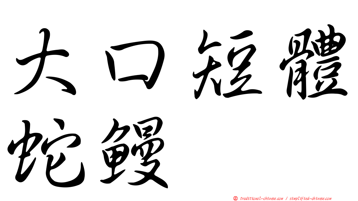 大口短體蛇鰻