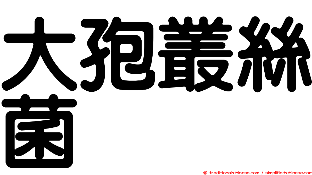 大孢叢絲菌
