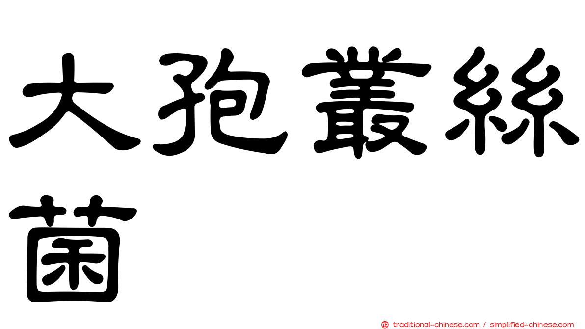 大孢叢絲菌