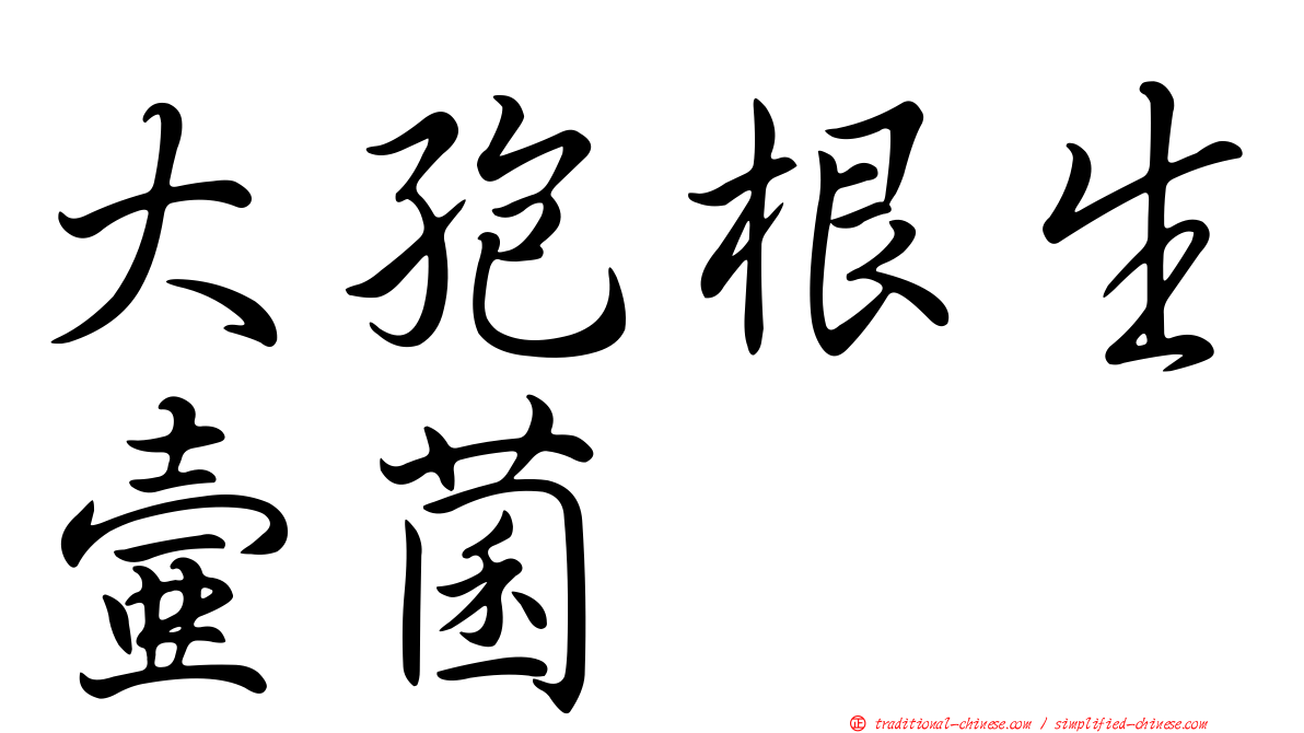 大孢根生壺菌