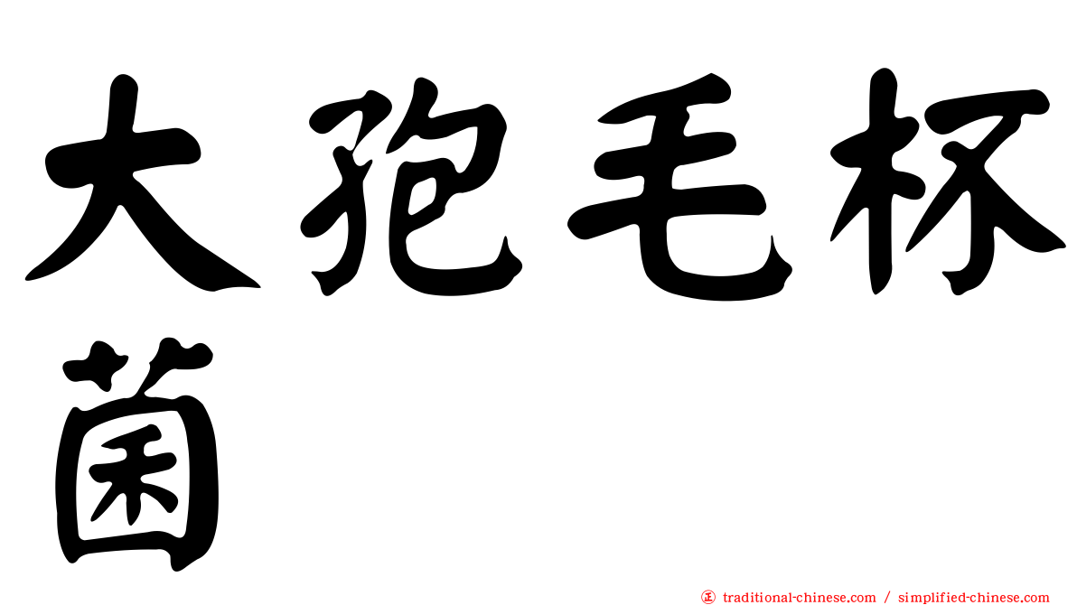 大孢毛杯菌