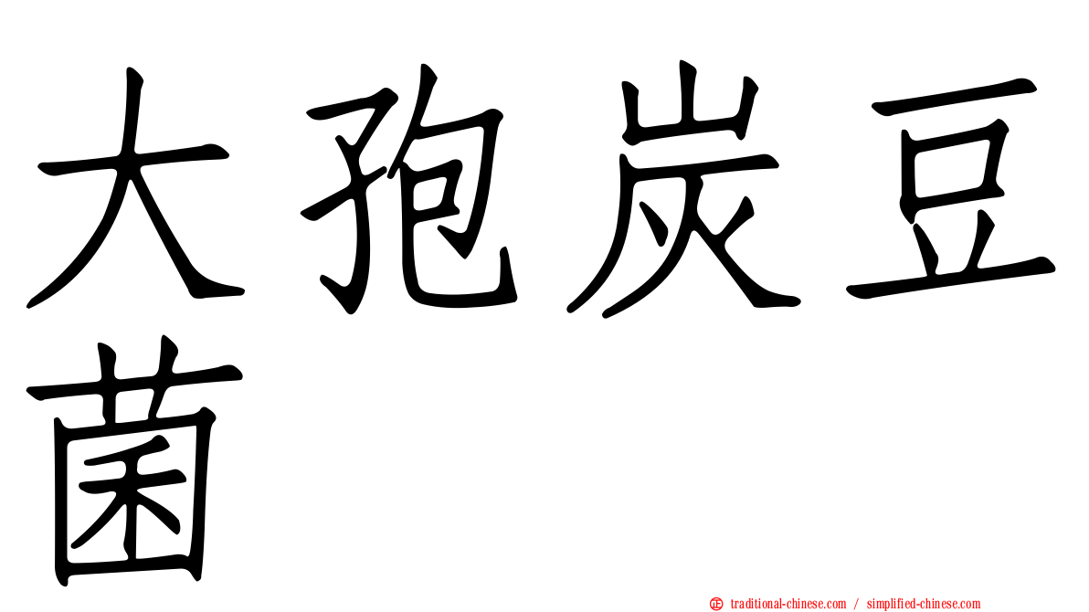 大孢炭豆菌
