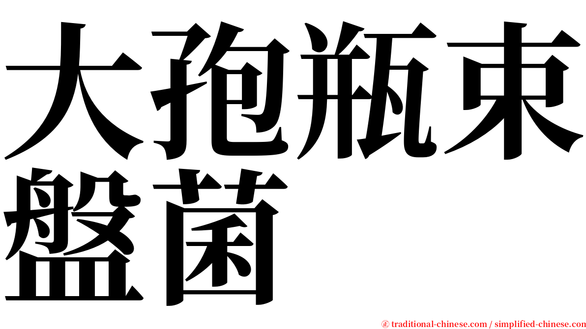 大孢瓶束盤菌 serif font