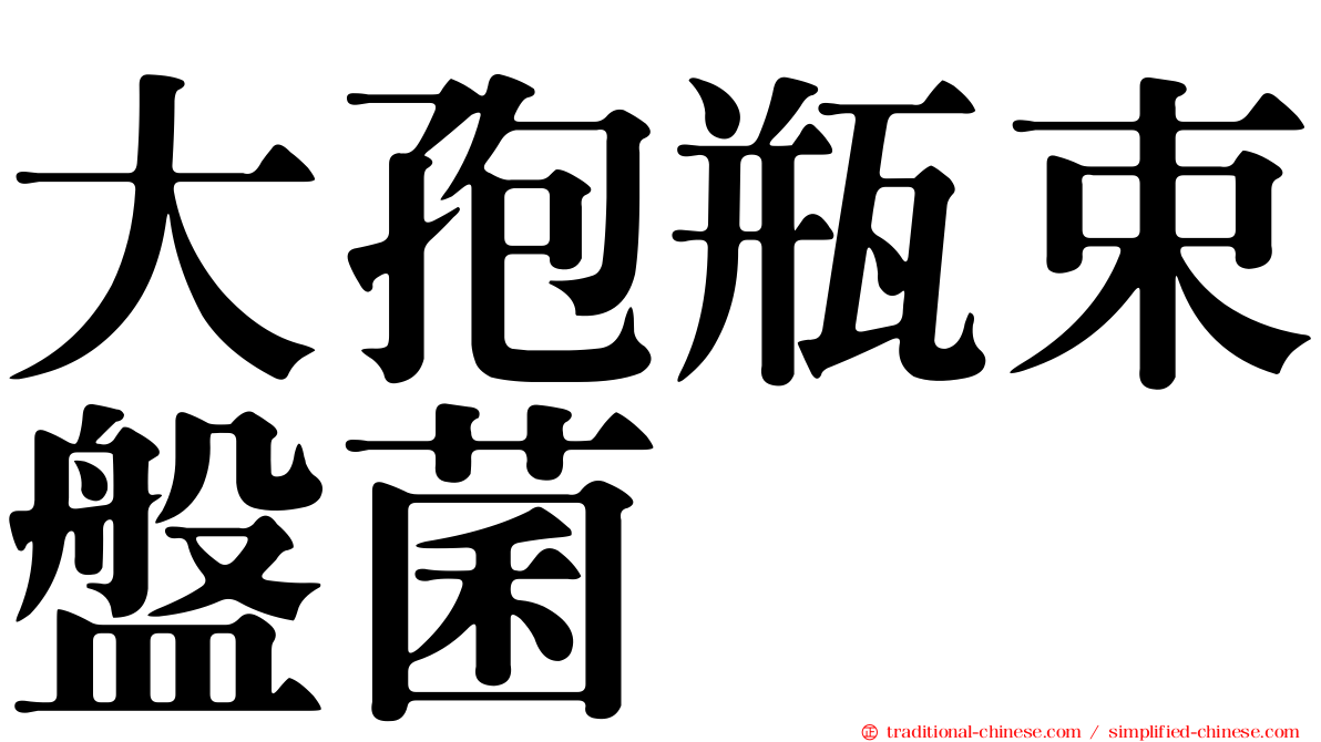 大孢瓶束盤菌