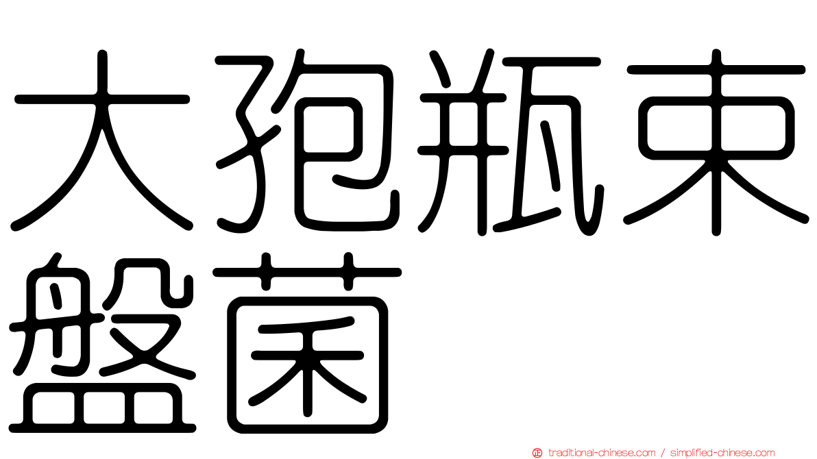 大孢瓶束盤菌