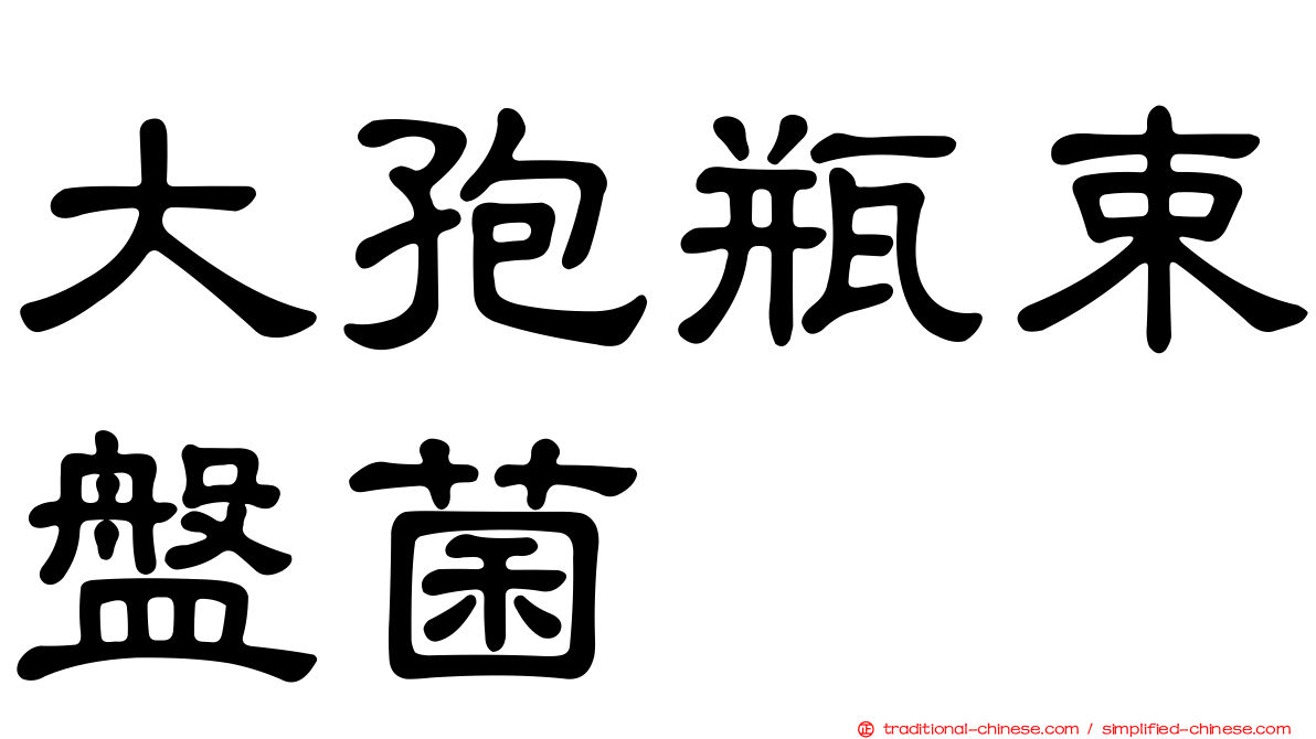 大孢瓶束盤菌