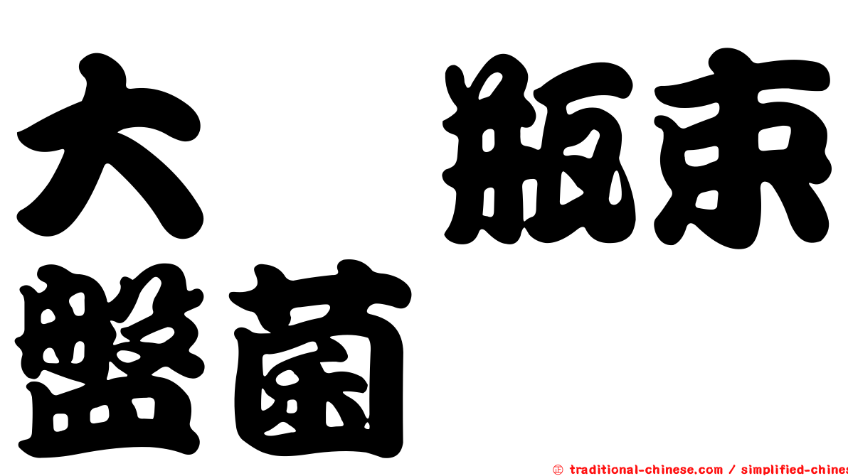 大孢瓶束盤菌