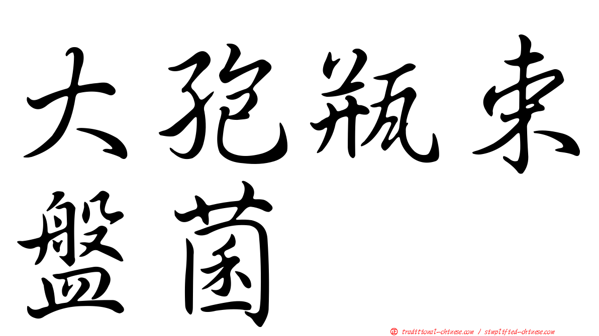 大孢瓶束盤菌