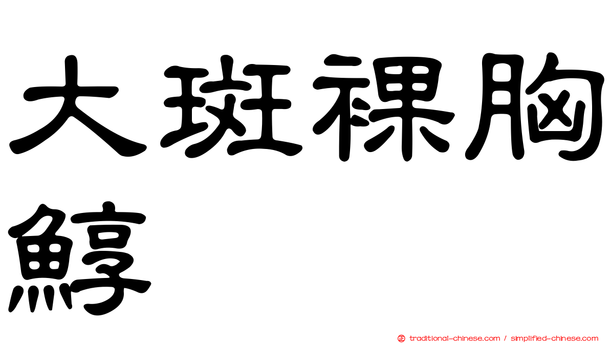 大斑裸胸鯙