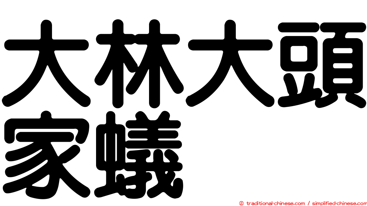 大林大頭家蟻