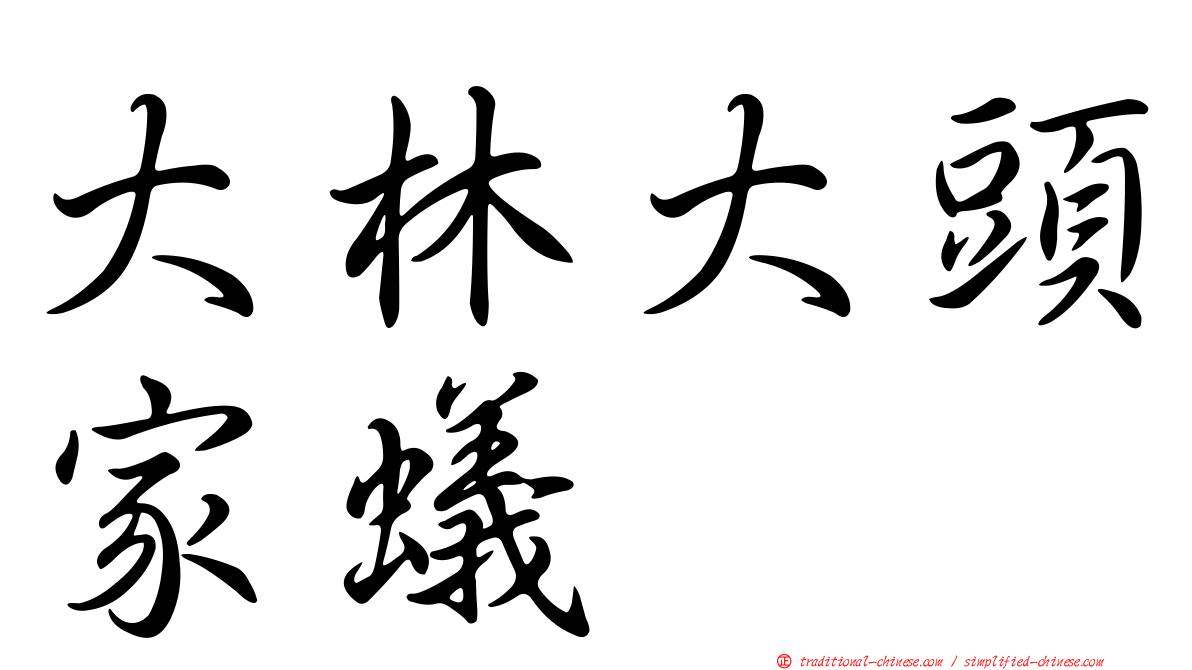 大林大頭家蟻