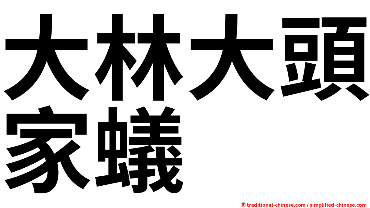 大林大頭家蟻