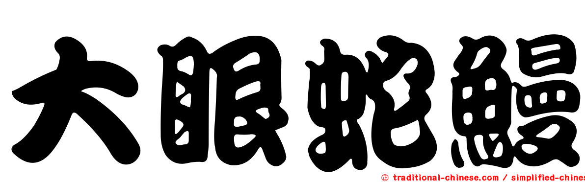 大眼蛇鰻