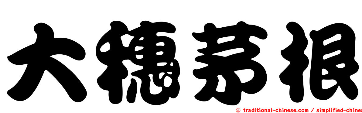 大穗茅根