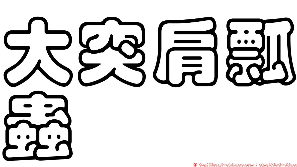大突肩瓢蟲