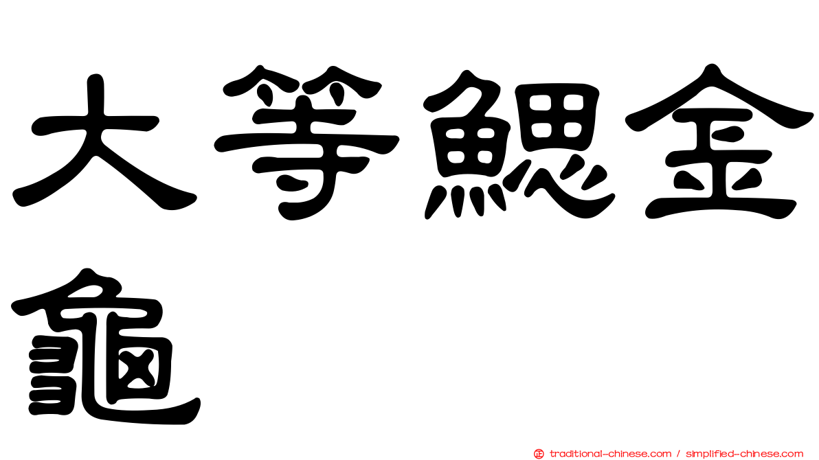 大等鰓金龜