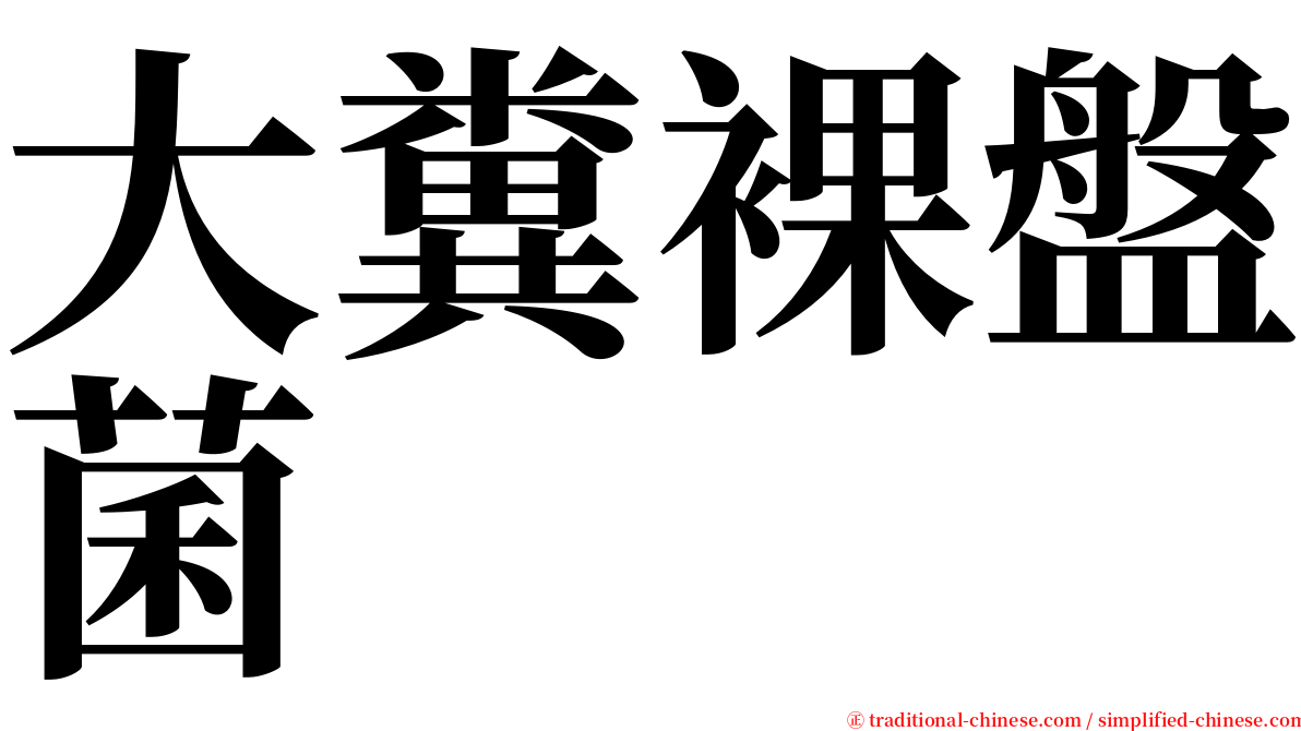 大糞裸盤菌 serif font
