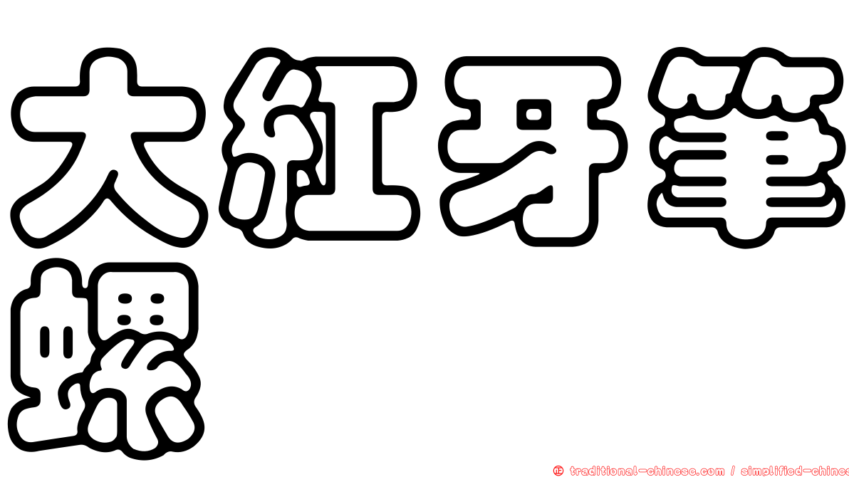 大紅牙筆螺