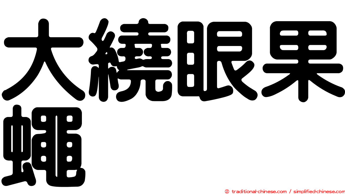 大繞眼果蠅