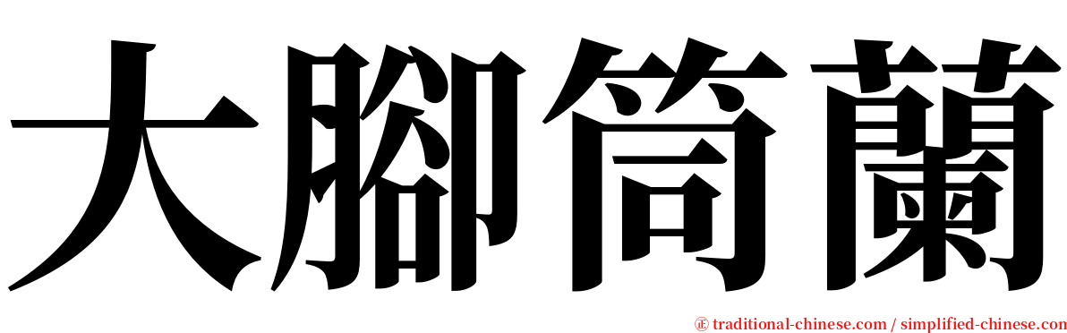 大腳筒蘭 serif font