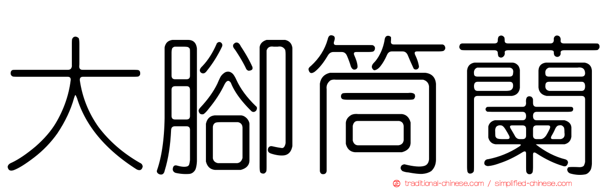 大腳筒蘭