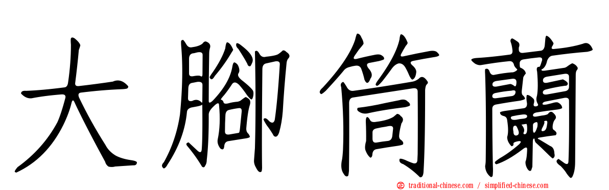 大腳筒蘭