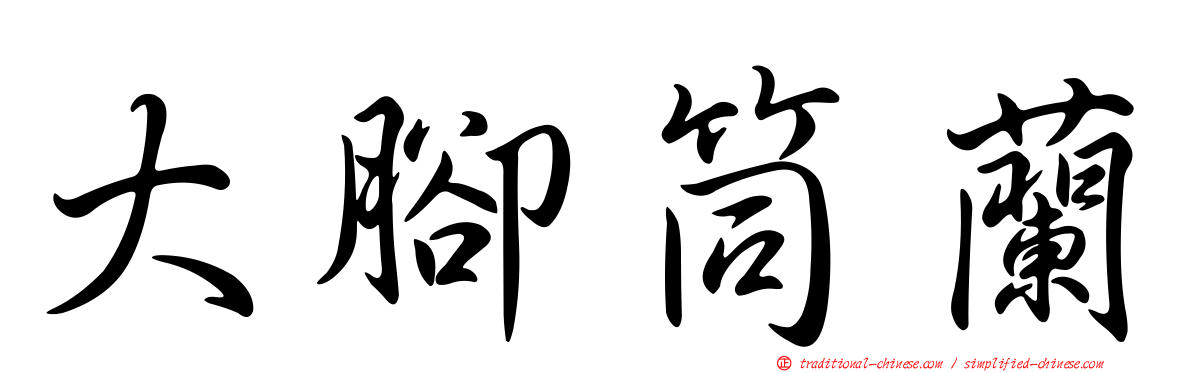 大腳筒蘭