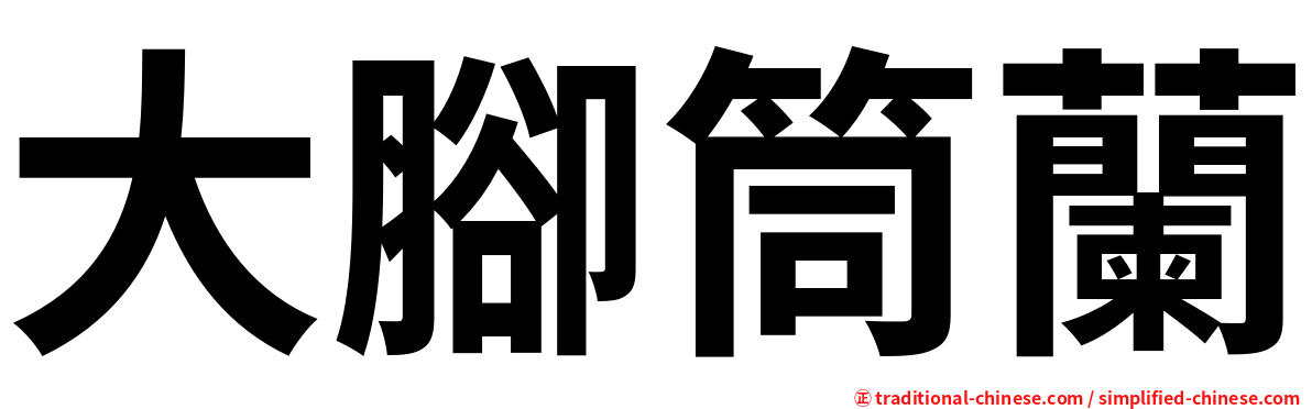 大腳筒蘭