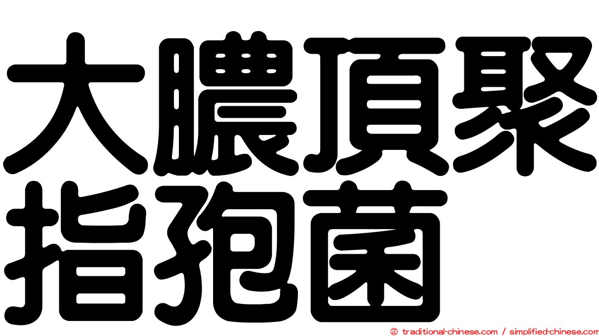 大膿頂聚指孢菌