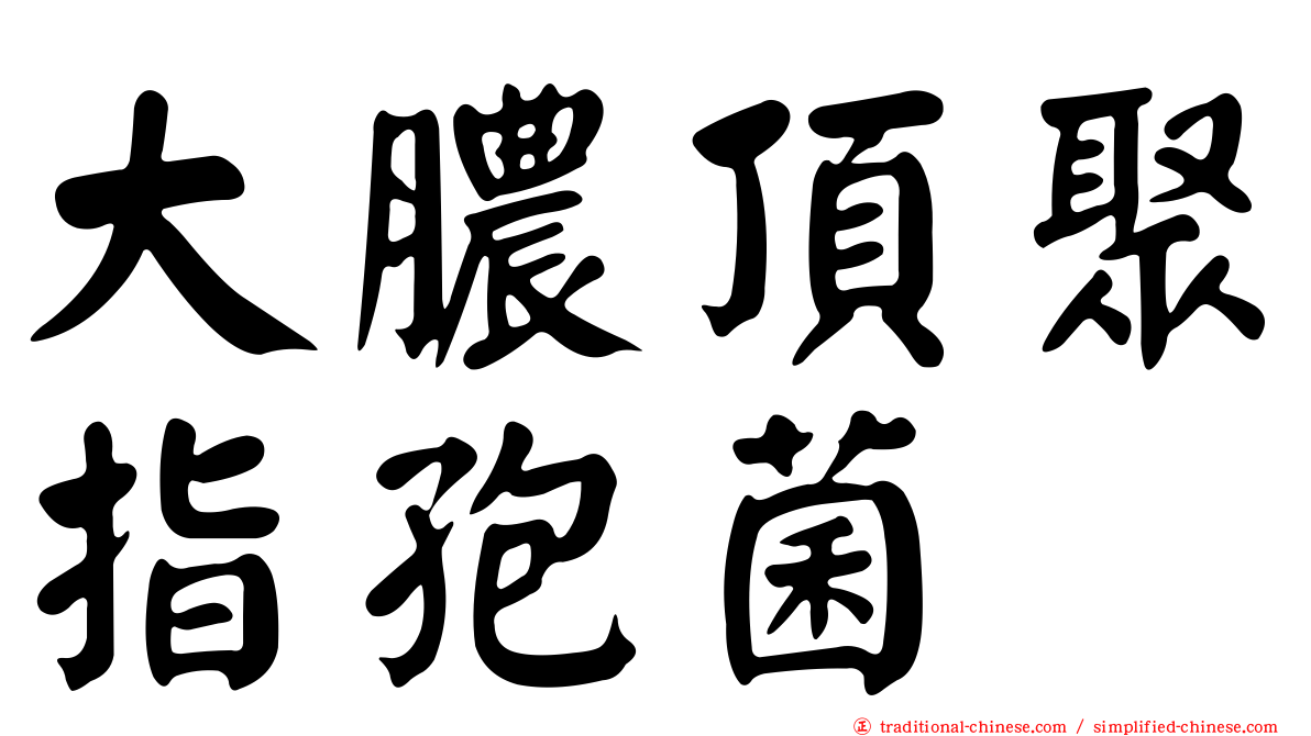 大膿頂聚指孢菌