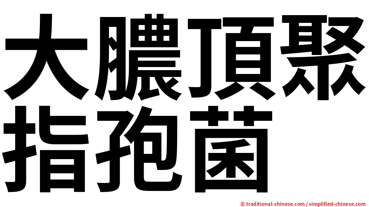 大膿頂聚指孢菌