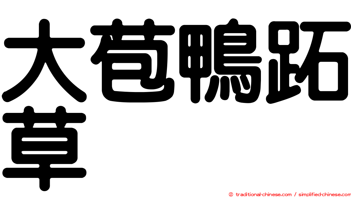 大苞鴨跖草