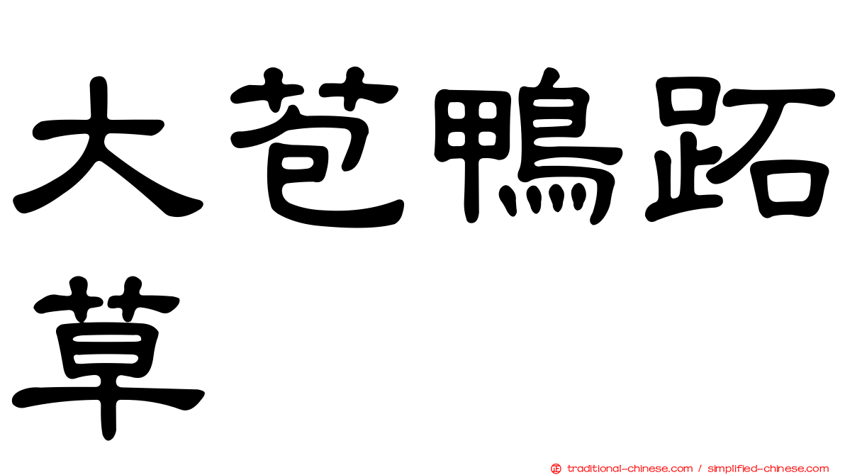 大苞鴨跖草